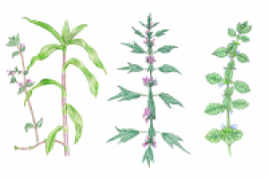 Иллюстрация для компании Амидосоль