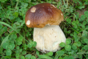 Работа 1426540