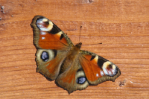 Работа 1426539