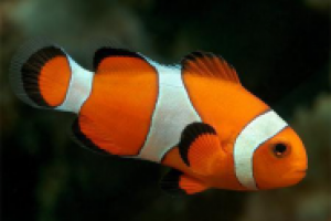 Сценарий для урока-мультфильма (Рыбка-клоун)