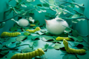 Джи Янг Ли: фото сюрреализм своими руками