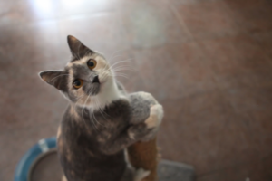 Котокафе "Республика кошек"