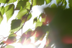 Листья березы