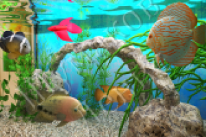 Аквариум 2