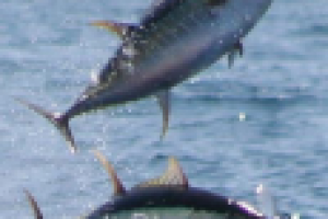 Рекламная листовка (b2b)