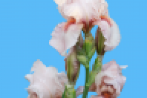 Фотосъемка, изолирование (обтравка), коллаж.