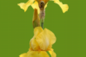 Фотосъемка, изолирование (обтравка), коллаж.