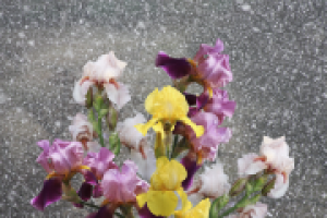 Фотосъемка, изолирование (обтравка), коллаж.