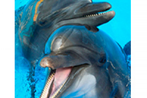 < СЕРВИСЫ >  Лучший океанариум в Анапе