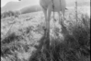 Работа 2225088