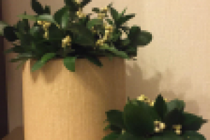 дизайн упаковки, флористика