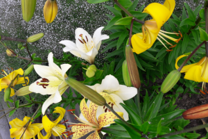 Работа 3206926