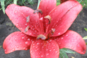 Рождена такой - Born This Way