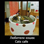 Кошачье кафе - релакс по-японски