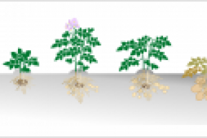 Рисунок фаз развития картофеля