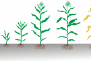 Рисунок: фазы развития кукурузы