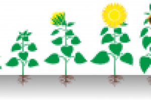 Иллюстрация. Фазы развития подсолнечника