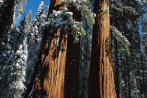 Архангельский зимний лес