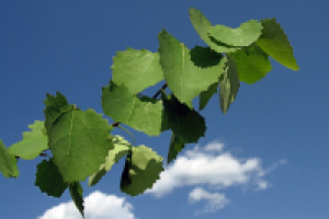 Евровагонка из осины