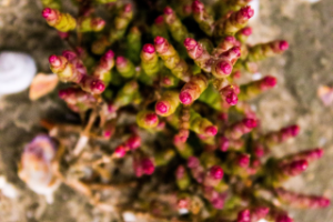 Пляжные цветы