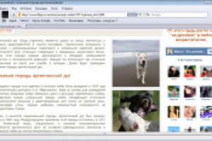 Аргентинский дог: о породе