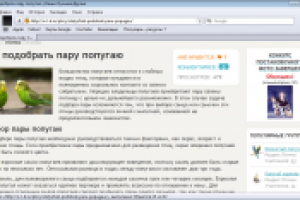 Как подобрать пару попугаю