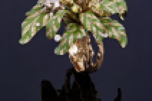 Фотосессия Ювелирных изделий