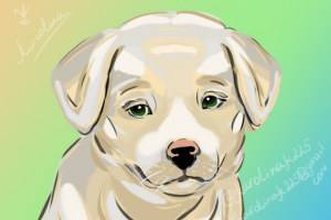 ведь 2018 год собаки