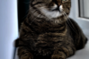 Работа 1640251