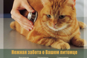 Ветеринарная клиника