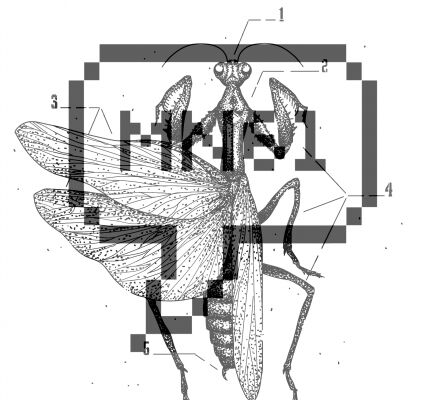 img3243732.png