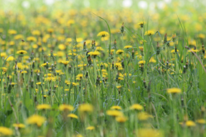 Мир одуванчиков
