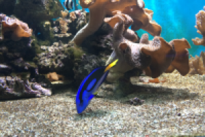 Работа 2745249