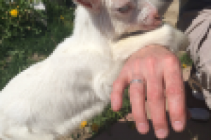 Работа 2745176