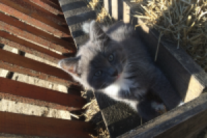 Работа 2745175