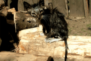 Вы - виноваты!!!