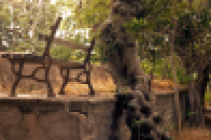 Смоковница