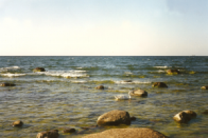 И вот...Лебедь белая плывет.