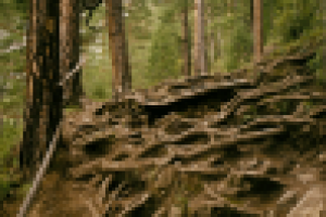 Древо жизни