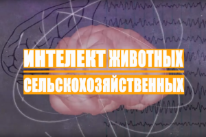 Интеллект сельскохозяйственных животных