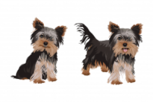 Отрисовка в векторе