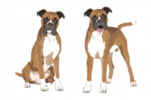 Отрисовка в векторе