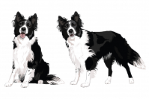 Отрисовка в векторе