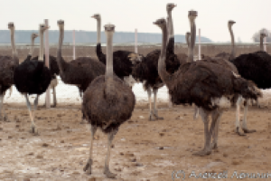 На страусиной ферме в январе