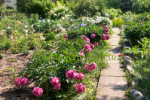 ландшафтный дизайн - георгины