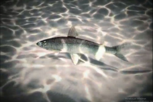 Графика к научному фильму о промысле рыбы на реке Лена