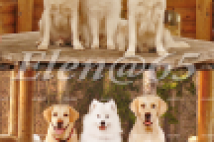 Цветокоррекция и ретушь фото.