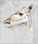 giraff