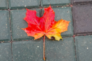 Одинокий осенний лист