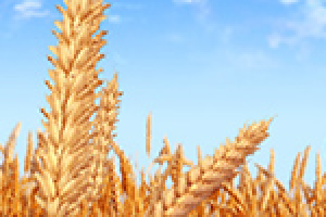 Интерактивная шапка для сайта